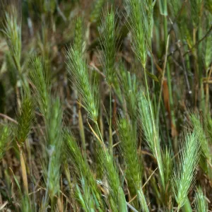 Hordeum intercedens, San Nicolas Island, SN-1147