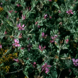 Frankenia, Santa Cruz Island, Fraser Point