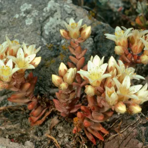 Dudleya nestiotica, Santa Cruz Island