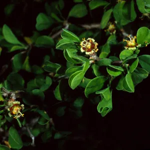 Santa Barbara Botanic Garden, Euphorbia misera