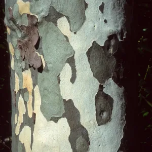 Platanus racemosa