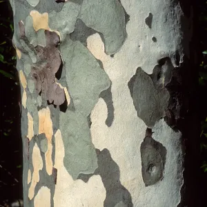 Platanus racemosa
