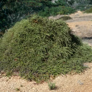 Adenostoma fasciculatum, Santa Cruz Island