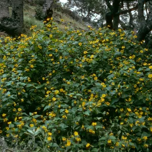 Venegasia carpesioides, Santa Cruz Island, Prisoners/Pelican trail