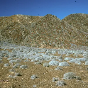 Frankenia on flats, West San Benito Island, North side hills