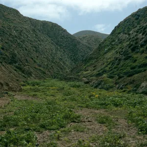 Lavatera venosa, West San Benito Island, canyon on Northwest side