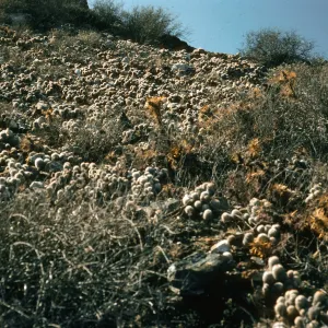 Mammillaria neopalmeri, East San Benito Island
