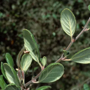 Cercocarpus traskiae, Catalina Island