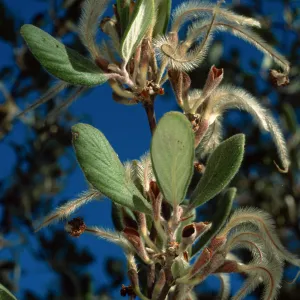 Cercocarpus traskiae, Catalina Island, Wrigley Garden