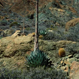 Agave sebastiana, Cedros Island, Arroyo Choyal