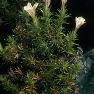 Leptodactylon veatchii, Cedros Island, Cañada de La Mina