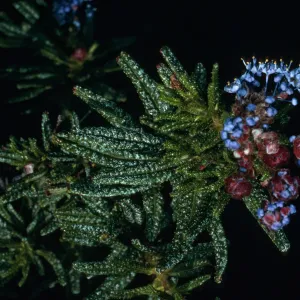 Ceanothus papillosus, Lions Den, San Luis Obispo County
