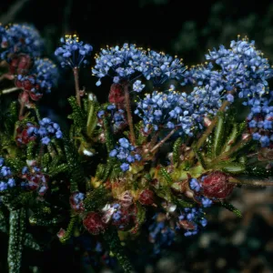 Lions Den, San Luis Obispo County, Ceanothus papillosus