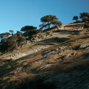 Pinus torreyana, Santa Rosa Island, Box Canyon