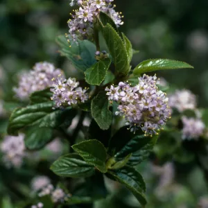 Ceanothus oliganthus, Tunnel Trail