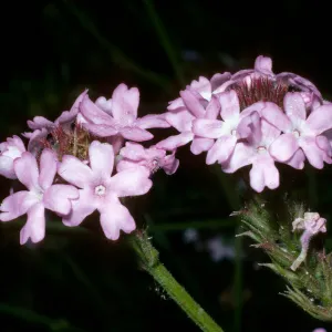 Verbena lilacina, SBBG 