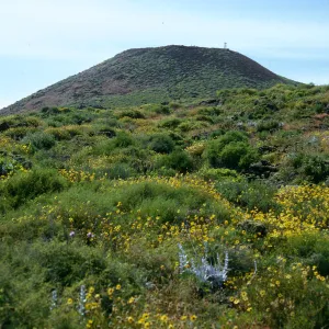 Encelia, Dudleya (liveforevers), San Martin Island, view of summit