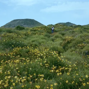 Encelia, San Martin Island, view of crater