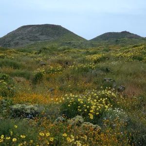Encelia, Amsinckia, San Martin Island, trail to crater