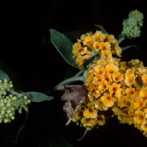 Buddleja 'Sunset Gold', SBBG