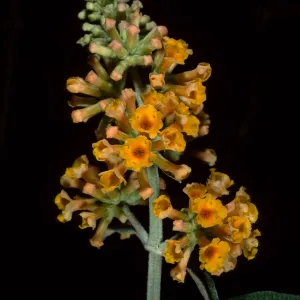 Buddleja 'Sunset Gold', SBBG