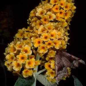 Buddleja 'Sunset Gold', SBBG
