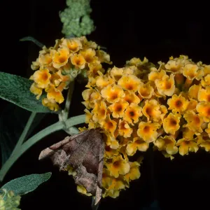 Buddleja 'Sunset Gold' & moth, SBBG
