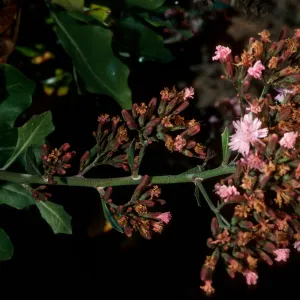 Munzothamnus blairii, San Clemente Island, Eagle Canyon,