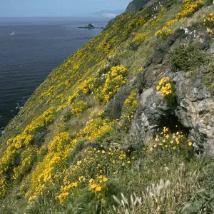  Coreopsis, Middle Anacapa Island, South side of island, near West Knife edge,