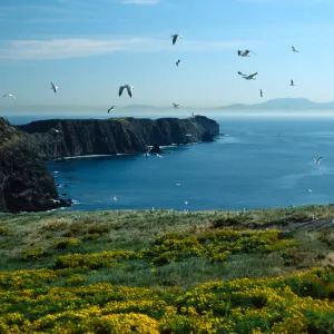 Middle Anacapa Island, looking East from near East Fish camp