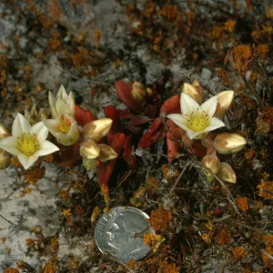 Santa Cruz Island, Fraser Point, Dudleya nesiotica