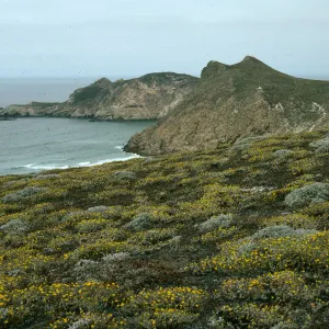 San Miguel Island, Harris Point, Lester Point, Malacothrix incana