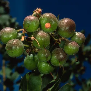 Arctostaphylos glauca, SBBG