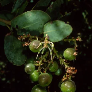 Arctostaphylos glauca, SBBG