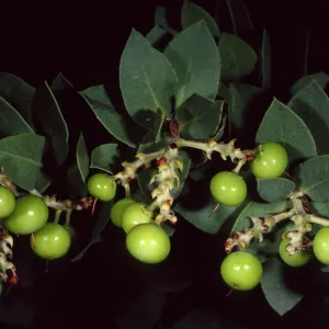 Arctostaphylos refugioensis, SBBG