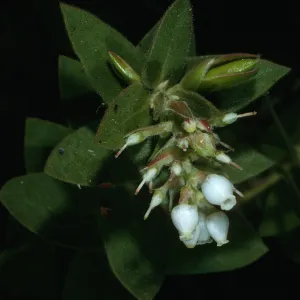 Santa Barbara Botanic Garden, Arctostaphylos refugioensis