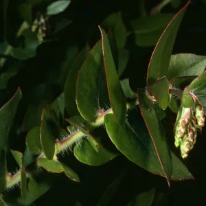 Arctostaphylos refugiensis, Refugio Canyon