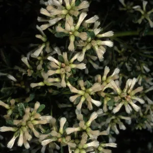 Baccharis pilularis, Santa Catalina Island, Middle Canyon