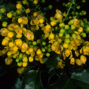 Berberis pinnata, SBBG