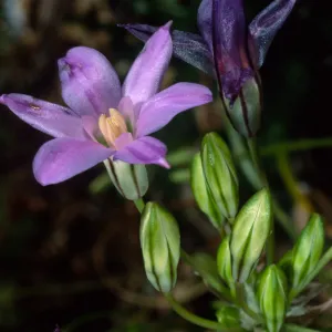 Brodiaea, SBBG