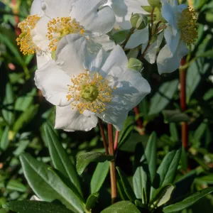 Carpinteria californica, SBBG