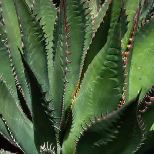Agave shawii, SBBG