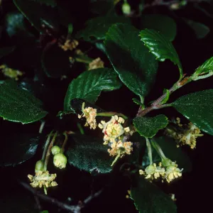 Cercocarpus betuloides, SBBG