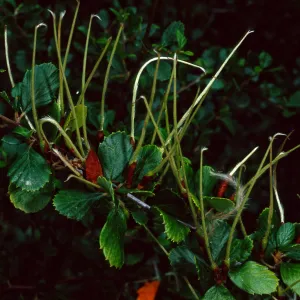 Cercocarpus betuloides, SBBG meadow