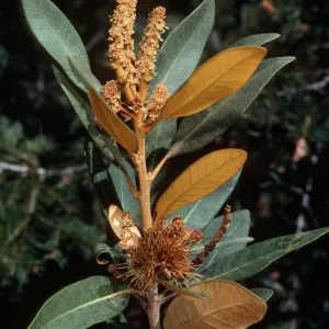 Chrysolepis sempervirens, Mineral KIng