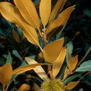 Chrysolepis sempervirens, Mineral King