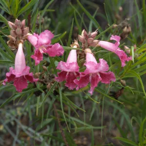 Chilopsis linearis, SBBG Desert Section