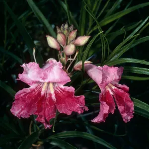 Chilopsis linearis, SBBG Desert Section