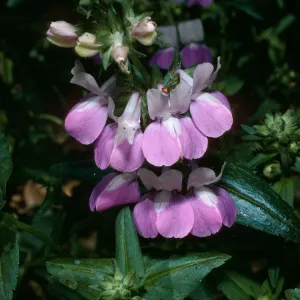 Collinsia heterophylla, SBBG