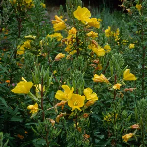 Oenothera elata, SBBG meadow